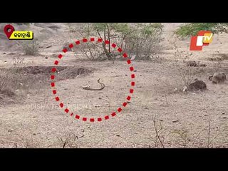 Watch Two Cobras Romance Each Other In Kalahandi