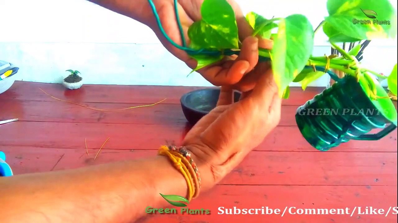 Lucky Bamboo Care: Growing Lucky Bamboo Indoors ★ Lucky Bamboo Plant ✔