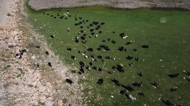 Son dakika haberleri | Suların çekildiği Beyşehir Gölü'nde besiciler hayvanların su ihtiyacını kuyulardan karşılıyor