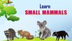 Learn Small Mammals Names for children  | Small Mammals for Kids In English | Mammals with Pictures | Viral Rocket