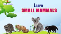 Learn Small Mammals Names for children  | Small Mammals for Kids In English | Mammals with Pictures | Viral Rocket