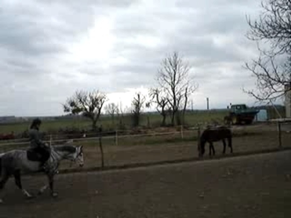 lava é son licol "éthologique"