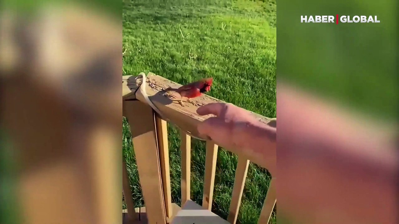 Polis sireni gibi öten kardinal kuşu kamerada