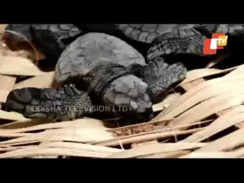 Olive Ridley Turtles Released To Sea At Visakhapatnam