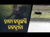 Special Story | Elephant Calves Spotted Playing In Water In Nilagiri