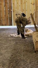 Baby Goat Supervises Dog Grooming