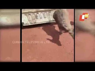 Deer Rescued From Well At Lohardaga In Jharkhand