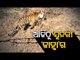 Watch Tigress Sundari Strolling In An Encloser In Kanha Tiger Reserve