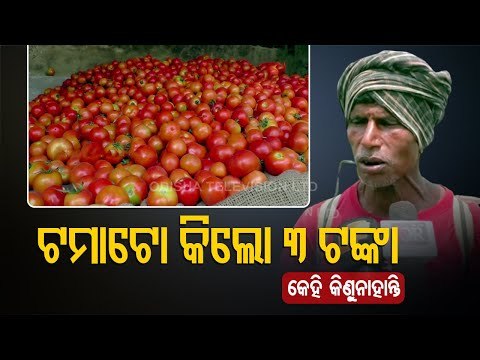 Tomato Farmers Discouraged Over Distress Sale In Basudevpur