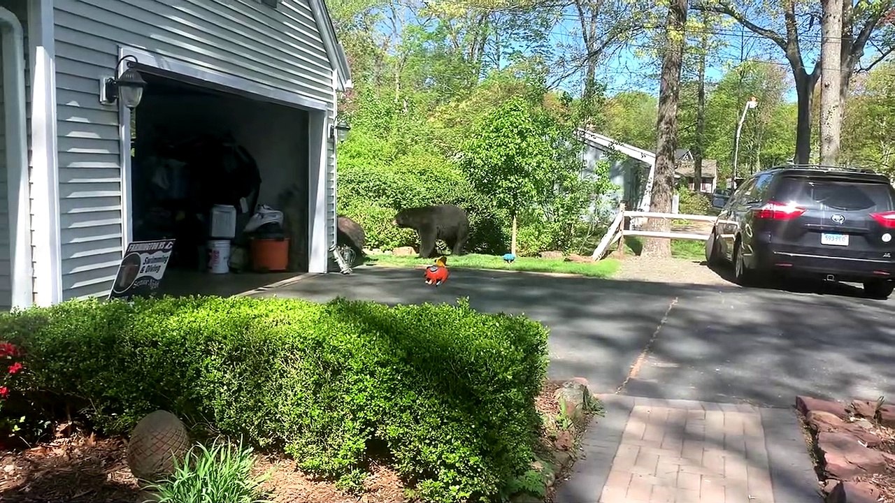 Hungry Bears Make Off With Bird Seed