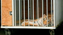 Tiger in Houston eingefangen