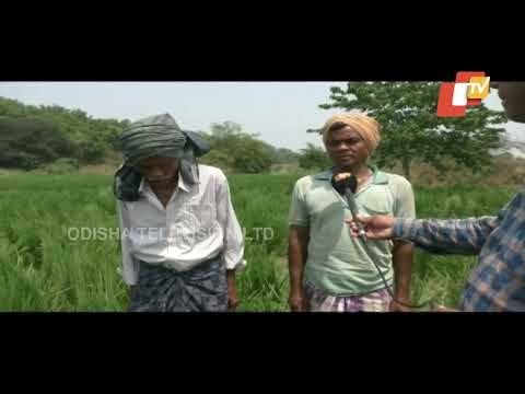 22 Elephants Herd Wreaks Havoc In Banki, Damages Crops In Huge Tract Of Land