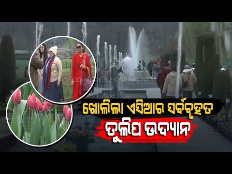 Special Story | Indira Gandhi Memorial Tulip Garden A Major Crowd Puller In Srinagar