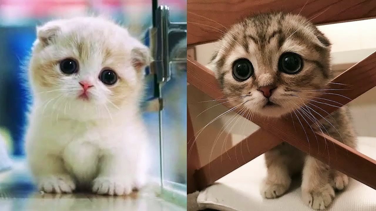 Baby Cats  Cute and Funny Cat Video