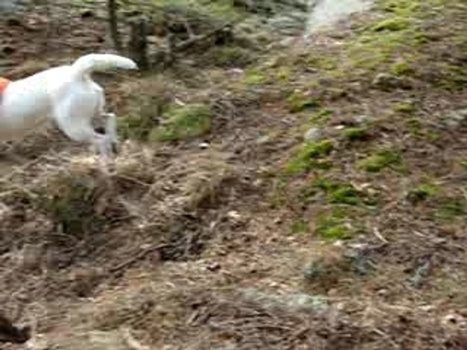 HÄKITÖN KOIRAHOITOLA HELSINKI TURKU RAUMA ESPOO PORI VAASA