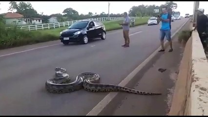 Un énorme anaconda traverse une autoroute
