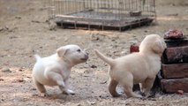 Funniest & Cutest Labrador Puppies 2021 || Pet Set Go