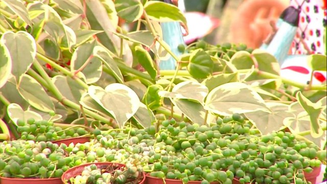 bd-aprenda-a-cuidar-plantas-de-interiores-170521