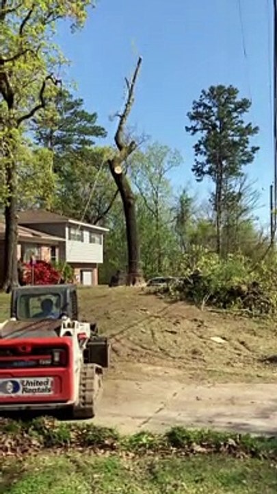 Big Tree Felling Fail in Birmingham - video Dailymotion