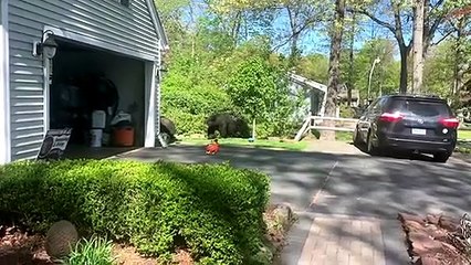 Hungry Bears Make Off With Bird Seed