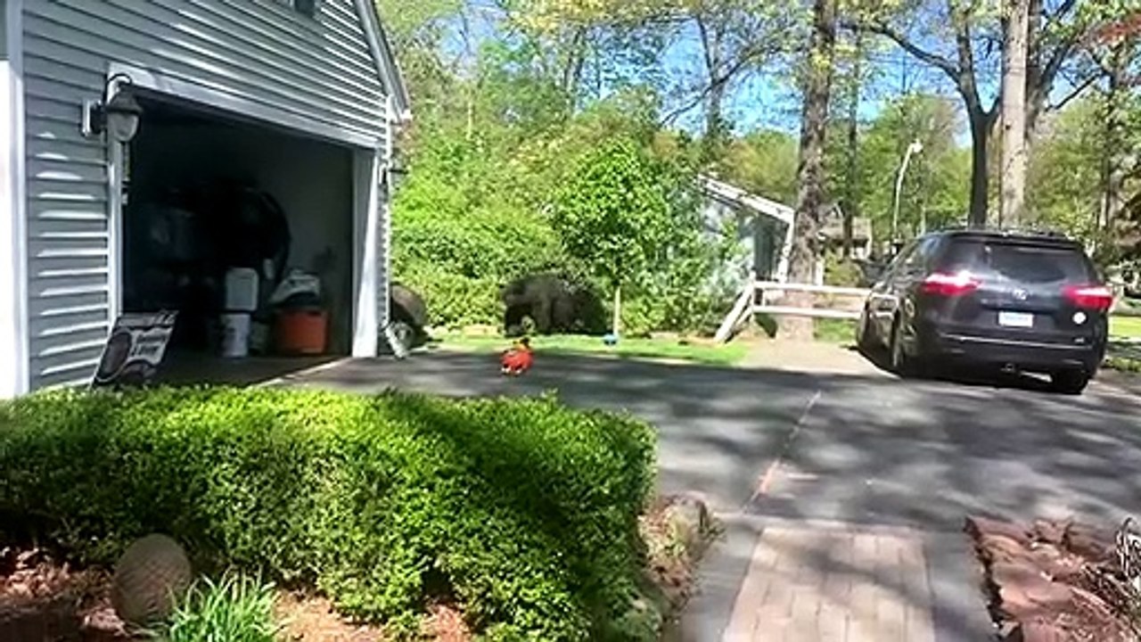 Hungry Bears Make Off With Bird Seed