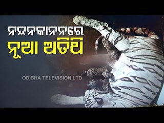 Nandankanan Welcomes New Members- White Tigress Bijaya Gives Birth To 3 Cubs