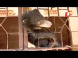 2-Month Old Bear Cub 'Rafale' Is Winning Hearts With Playful Activities in Sambalpur