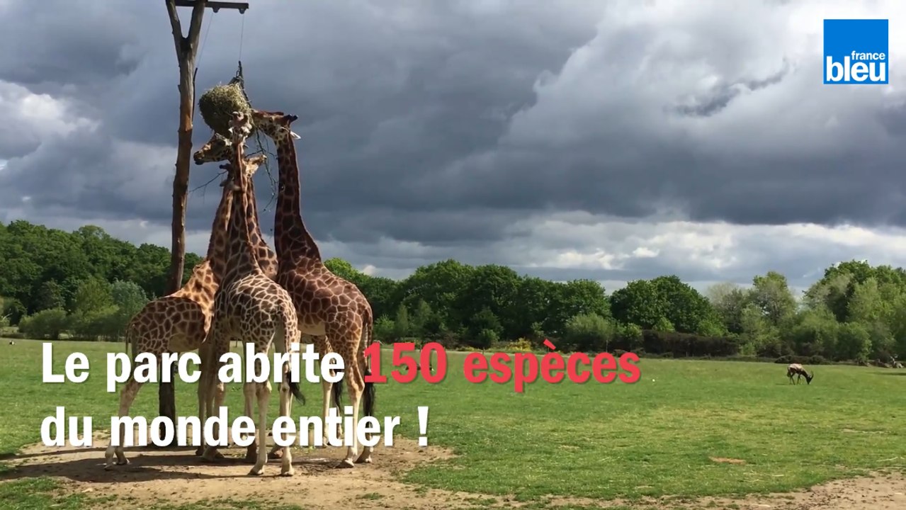 Visite guidée du parc animalier de Branféré (Morbihan), qui rouvre pour la deuxième phase du déconfinement