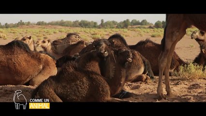 Alex Goude dans Comme un animal  sur Gulli bêtisier 2017