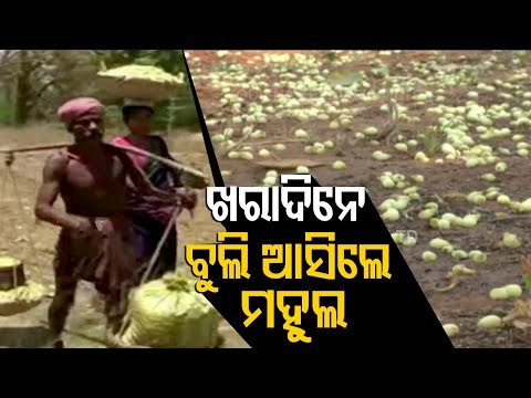Mahula Or Mahua Flower Collection | Farmers Concerned Over Distress Sale