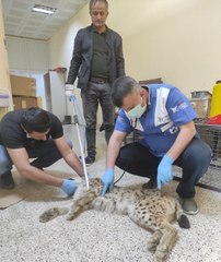 HAKKARİ'DE YARALI HALDE BULUNAN VE ENDER GÖRÜLEN VAŞAK, TEDAVİYE ALINDI