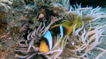 Mom Clownfish Looking After Baby in Anemone