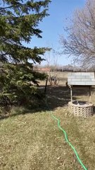 Helpful Golden Helps Carry Girl's Binder