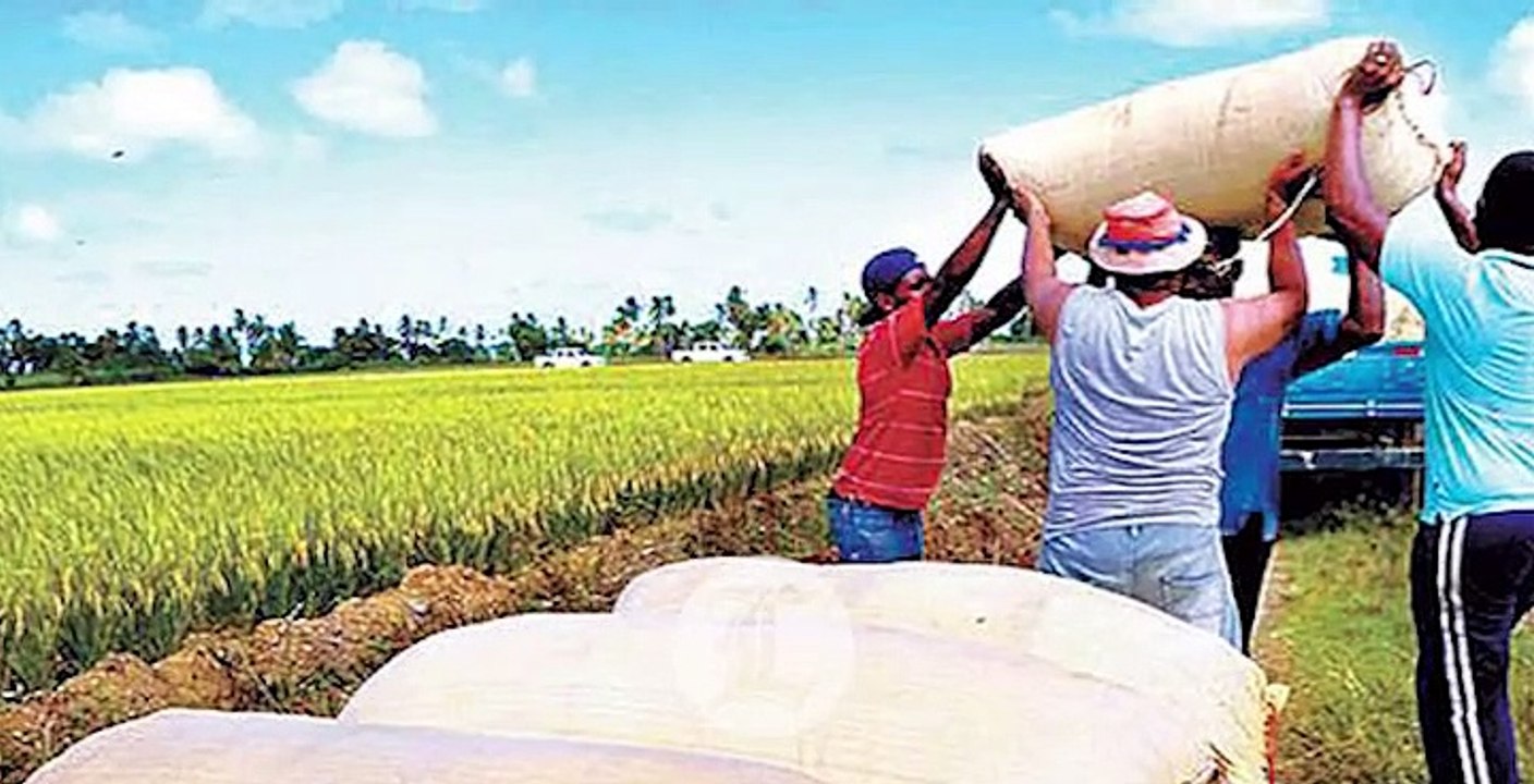 Haitianos aceleran trabajos para desviar el río Masacre