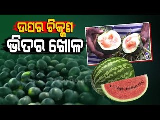 Special Story|Worst Fears Of Watermelon Farmers In Kendrapara Come True As Pests Devour TheirProduce