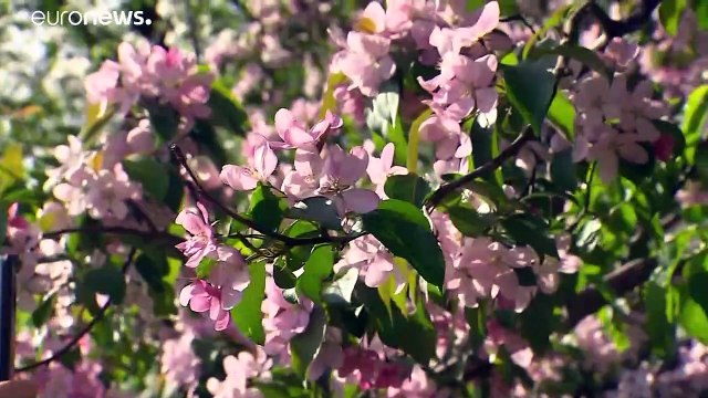 Рекордная жара в Москве