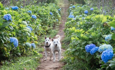 Are Hydrangeas Poisonous to Dogs?