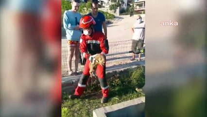 Milas’ta çukura düşen domuz yavrusu kurtarıldı…