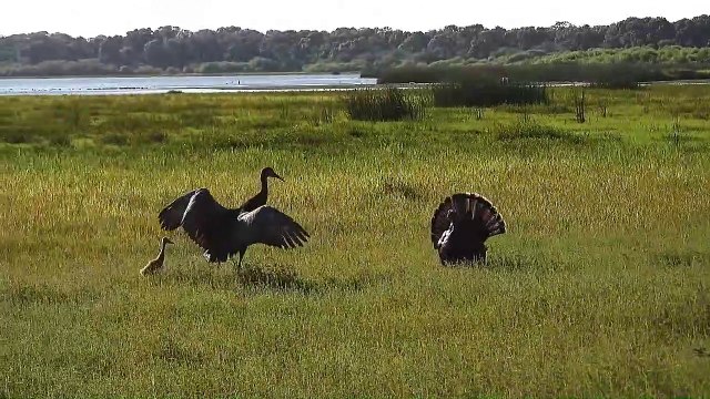 Sandhill Cranes Defending Their Baby from a Turkey