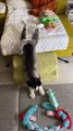 Husky Pup Loki Slides Off Couch