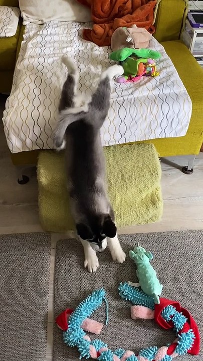 Husky Pup Loki Slides Off Couch