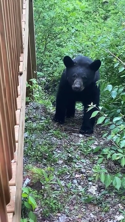 Cute Cubs Peek through Porch