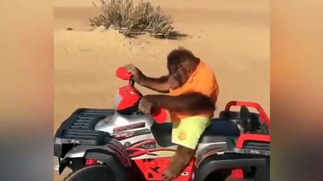 ATV'ye binen Orangutan!