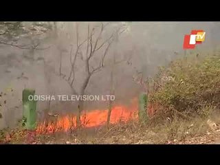 Forest In Sambalpur Rages In Fire