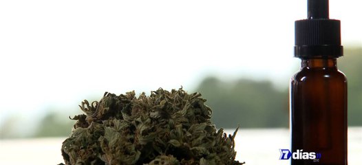 7 Días: Cannabis medicinal: el alivio que genera controversia-220419