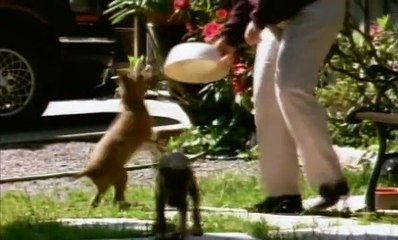 La guia maxima de los perros (2013)