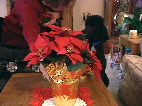 Perros que trabajan (National Geographic, 2014) -