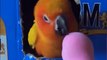Funny Parrots Videos Compilation Cute Moment Of The Animals - Cutest Parrots #5 - Compilation 2020