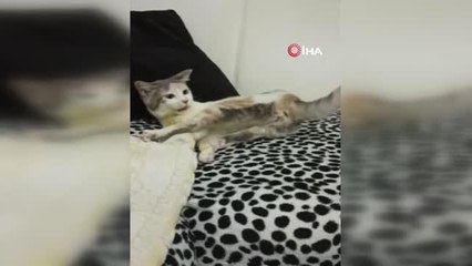 Sahibi tarafından sokağa atılan kediyi sahiplendi, ötenazi teklifini reddetti...Sahiplendiği kedi FIP virüsüyle yaşam savaşı veriyor