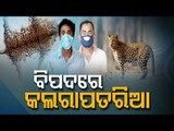 Odisha On Target Of Inter State Tiger Skin Racket - OTV Report